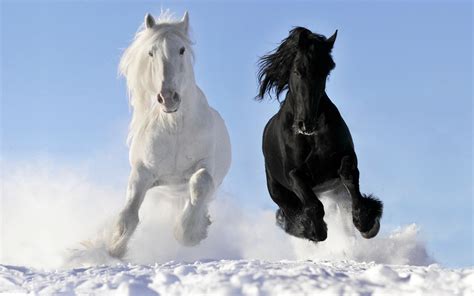 [2500+] Horse Wallpapers .